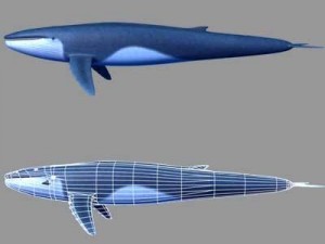 whale Modello 3D