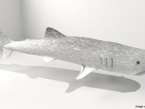 whaleshark Modello 3D