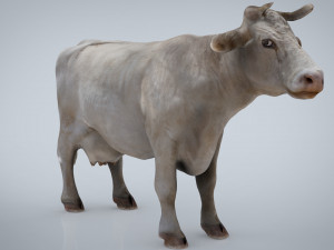 white cow Modello 3D