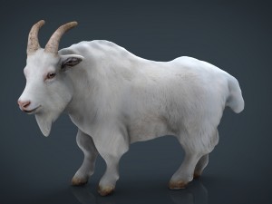 white goat Modello 3D