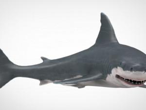 white shark Modello 3D