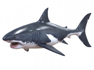 white shark Modello 3D