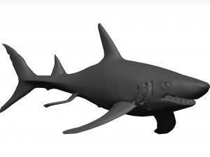 White shark Modello 3D