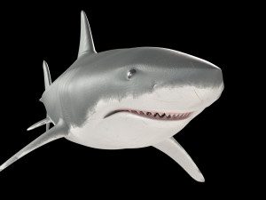 White shark Modello 3D