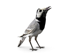 white wagtail Modello 3D