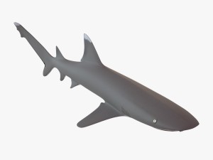 whitetip reef shark Modello 3D