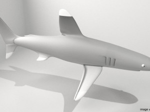 whitetip shark Modello 3D