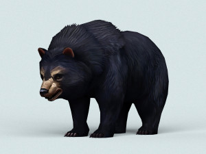 wild bear Modello 3D