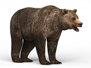 wild bear Modello 3D