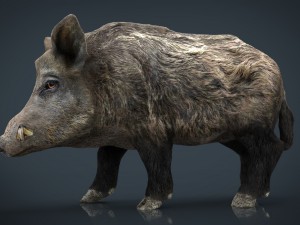 wild boar Modello 3D