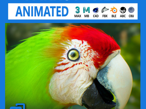 Wild parrot animated Modello 3D