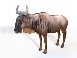 wildebeest rigged Modello 3D