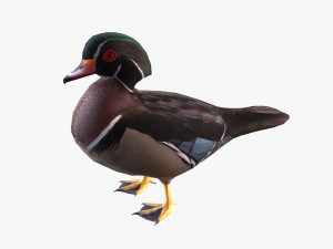 wood duck Modello 3D