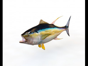 yellow fin tuna fish low poly Modello 3D