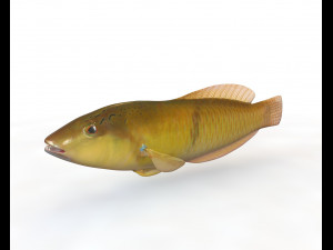 yellow head wrasse fish low poly Modello 3D