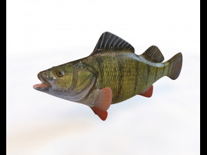 yellow perch fish low poly Modello 3D