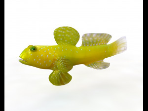 yellow watchman goby fish low poly Modello 3D