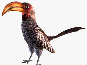 Yellow-Billed Hornbill Modello 3D