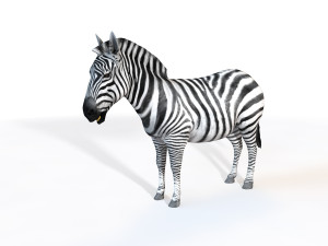 zebra rigged Modello 3D