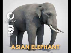 asian elephant Modello 3D