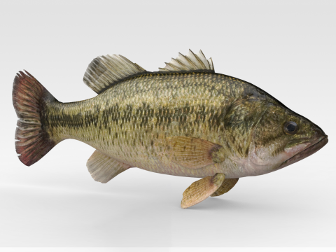 Bass Fish Modello 3D