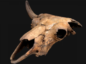 Bull Cow Skull Modello 3D