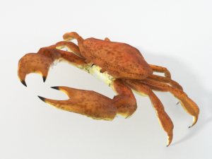 crab crustaceans Modello 3D