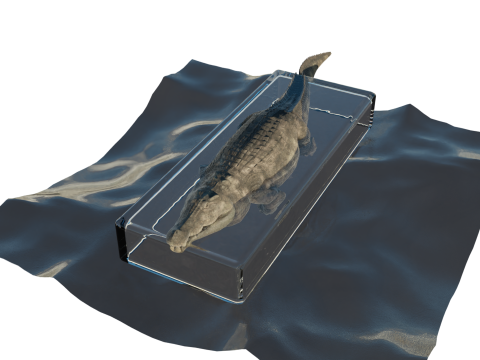 Crocodile Modello 3D
