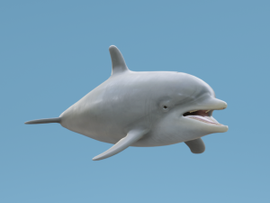 Dolphin Modello 3D