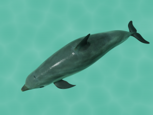 dolphin lowpoly Modello 3D