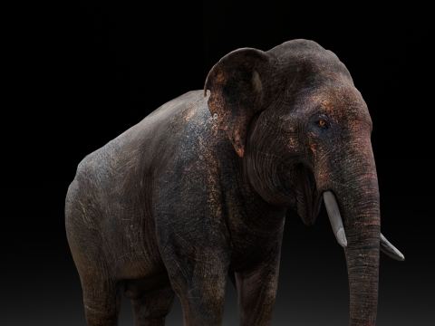 Elephant Modello 3D