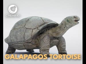galapagos tortoise Modello 3D