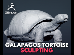 galapagos tortoise - sculpt Modello 3D