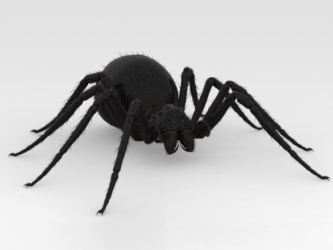 Giant Spider Modello 3D