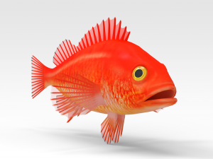 Gold fish Modello 3D