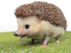 hedgehog rigged low poly animal Modello 3D