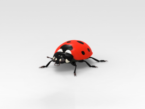 Ladybug Modello 3D