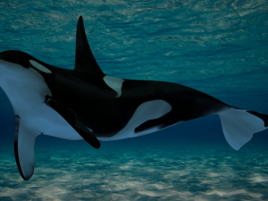 low poly orca Modello 3D