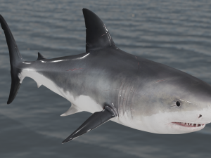 The Great White Shark - Animated and Rigged Modello 3D