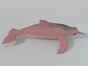 pink dolphin Modello 3D