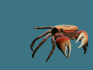 Realistic Sea Crab Modello 3D
