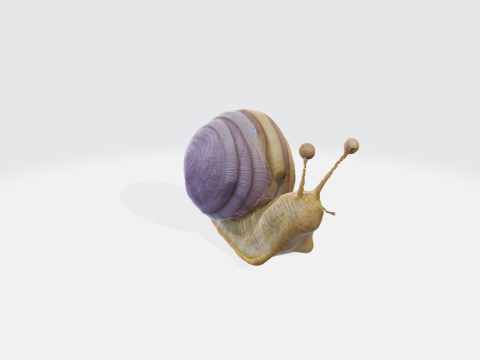 Realistic snail Modello 3D