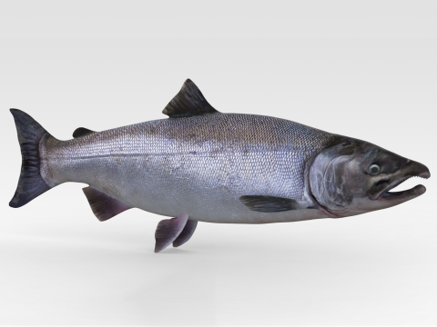 Salmon Fish Modello 3D