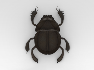 Scarab Modello 3D