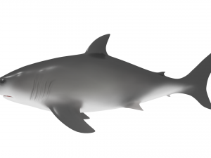 shark Modello 3D