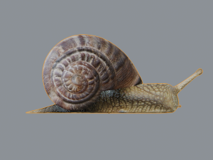 snail Modello 3D