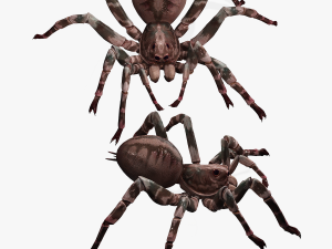 Spider Modello 3D