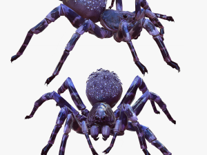 Spider Animated QUEEN SPIDER ARACHNID Modello 3D