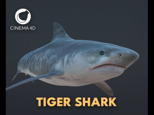 tiger shark 3d Modello 3D
