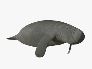 west indian manatee Modello 3D